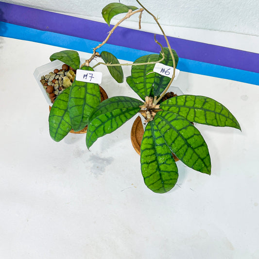 Hoya Callistophylla Short Leaves (#LB6~7) | Rare Imported Hoyas | Fast growing Indoor Plants | 3 Inch Pots/Leca Included