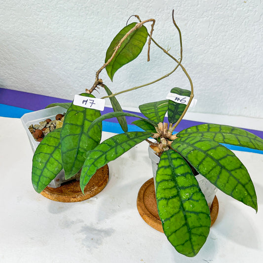 Hoya Callistophylla Short Leaves (#LB6~7) | Rare Imported Hoyas | Fast growing Indoor Plants | 3 Inch Pots/Leca Included