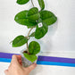 Hoya Motoskei (#LC3~4) | Rare Imported Hoyas | Fast growing Indoor Plants | 3 Inch Pots/Leca Included