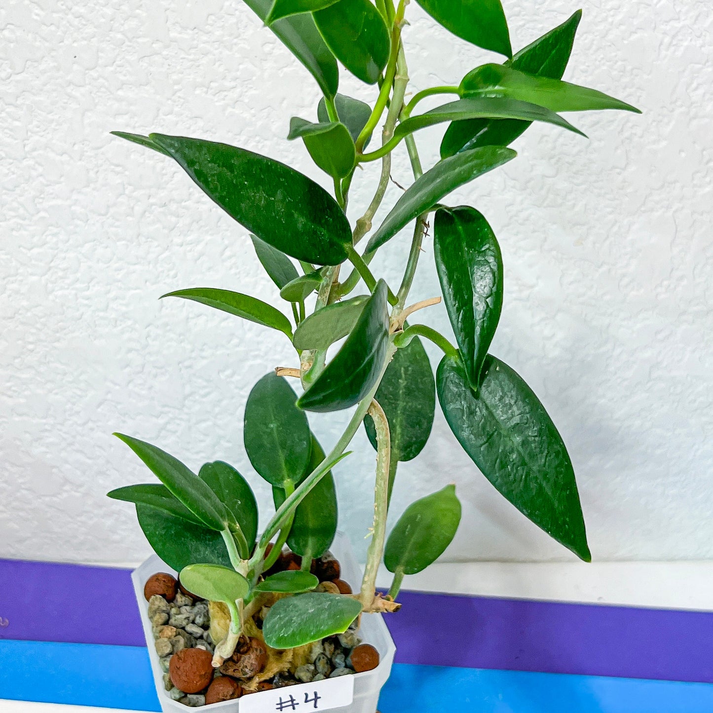 Hoya Australis Ssp. Rupicola IML 1754 H198 (#LE4~6) | Rare Imported Hoyas | Fast growing Indoor Plants | 3 Inch Pots/Leca Included