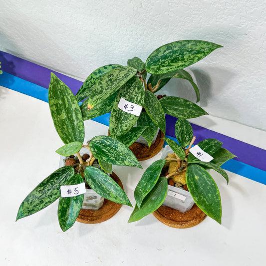 Hoya Rangsan Splash (#LG1~5) | Rare Imported Hoyas | Fast growing Indoor Plants | 3 Inch Pots/Leca Included