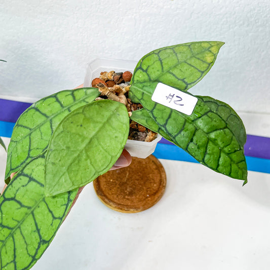 Hoya Callistophylla Long Leaf (#LH2~4) | Rare Imported Hoyas | Fast growing Indoor Plants | 3 Inch Pots/Leca Included