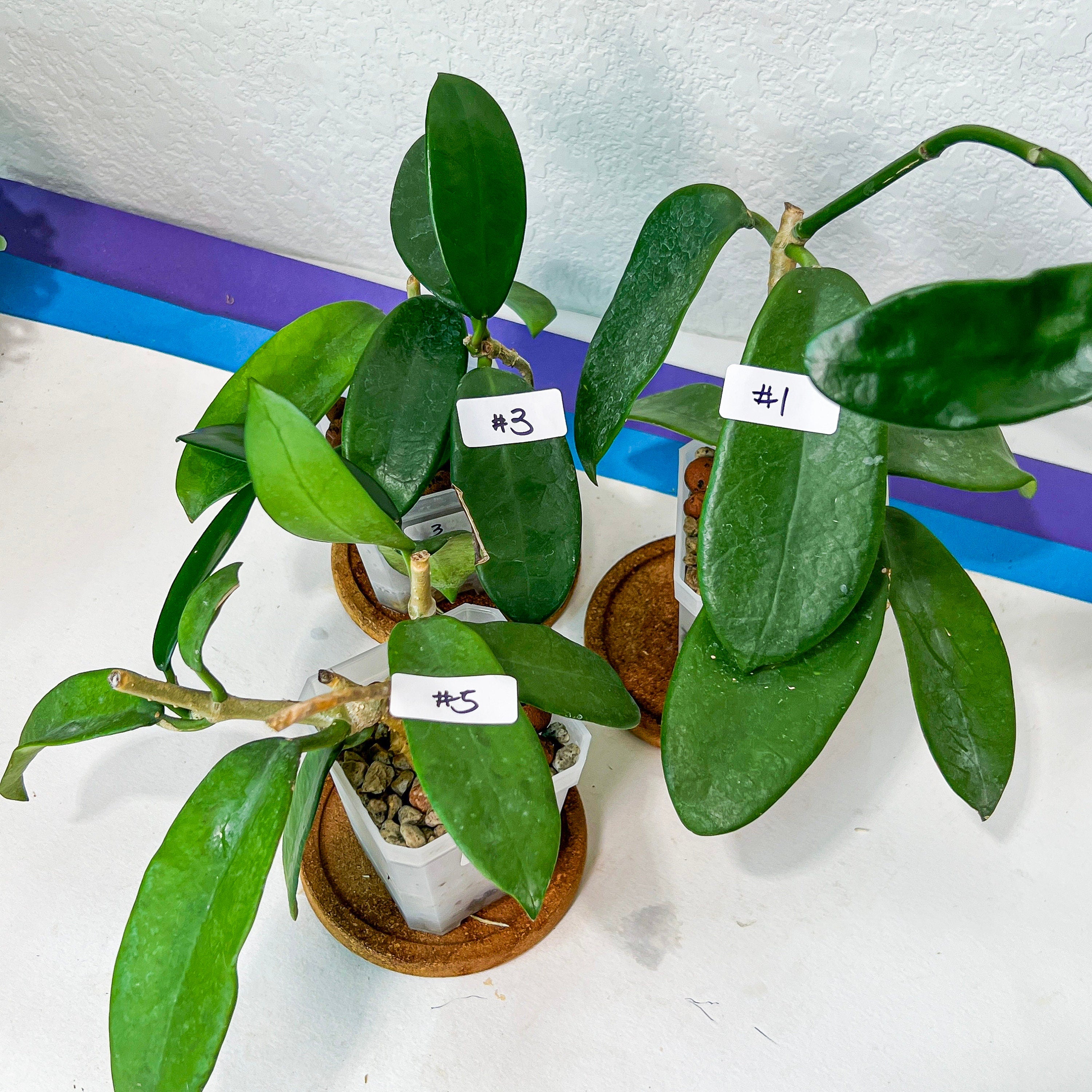 Hoya Meliflua (#LH1~5) | Rare Imported Hoyas | Fast growing Indoor Plants | 3 Inch Pots/Leca Included