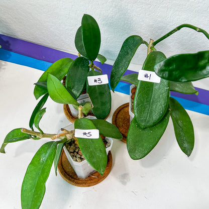 Hoya Meliflua (#LH1~5) | Rare Imported Hoyas