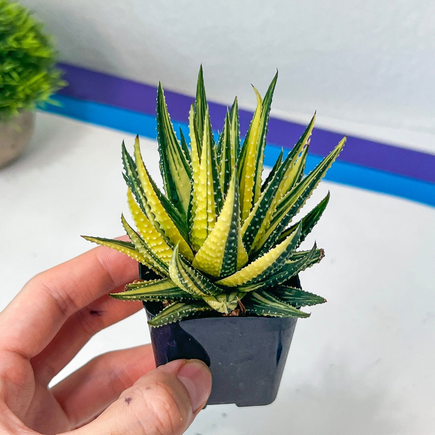 Haworthia Attenuata var. Radula Variegata (#HZ6) | Impored Haworthia | Rare Haworthia | Rare Succulant