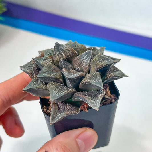 African Import - Haworthia cv. Hakuma (#HZ2) | Impored Haworthia | Rare Haworthia | Rare Succulant