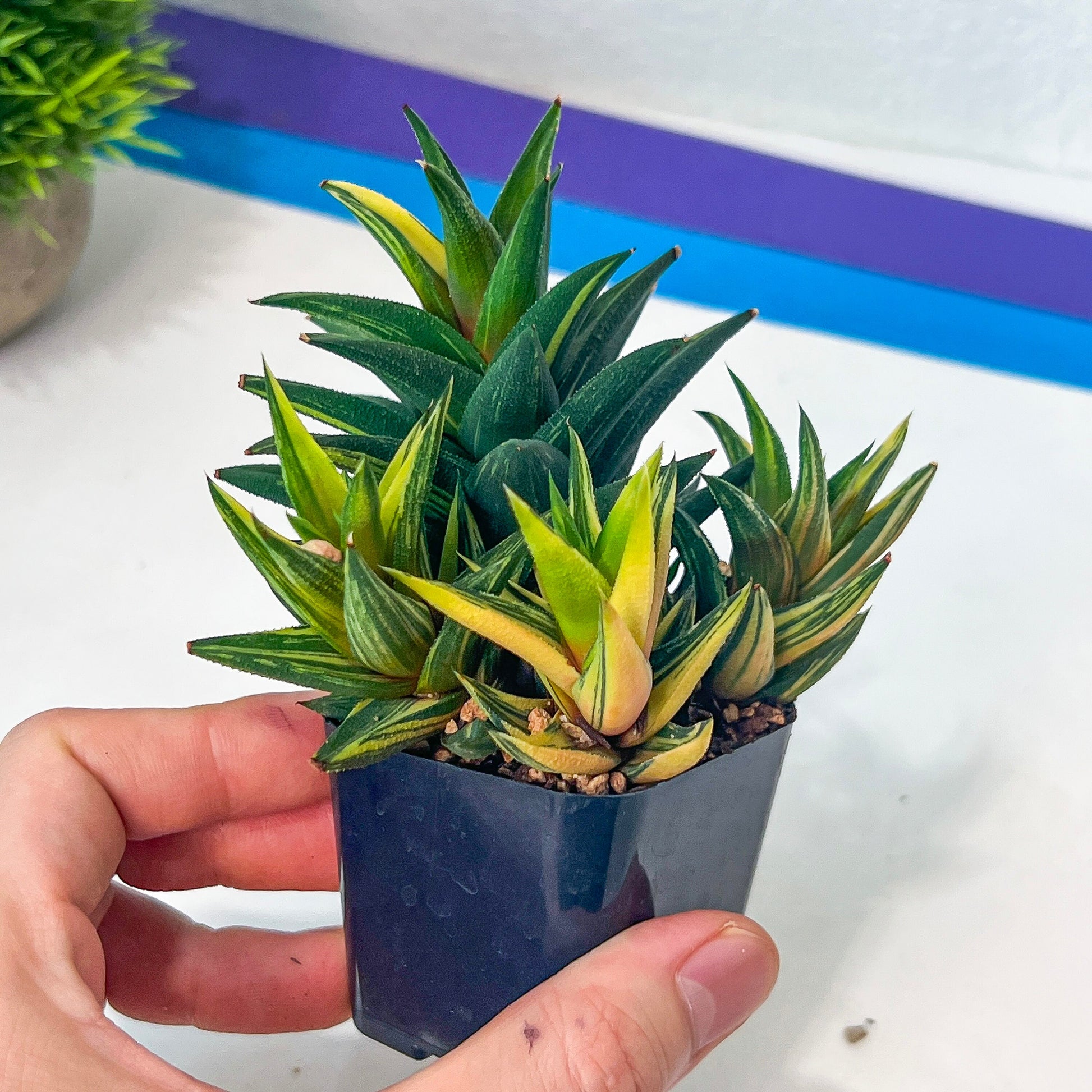 Haworthiopsis Tortuosa Variegata (#HZ5) | Impored Haworthia | Rare Haworthia