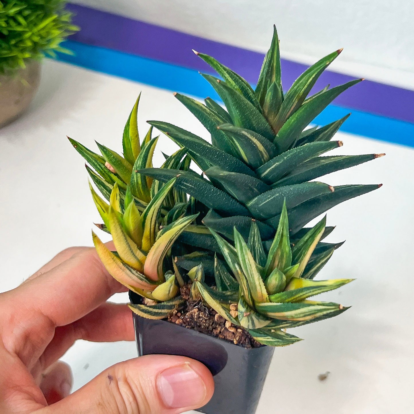 Haworthiopsis Tortuosa Variegata (#HZ5) | Impored Haworthia | Rare Haworthia