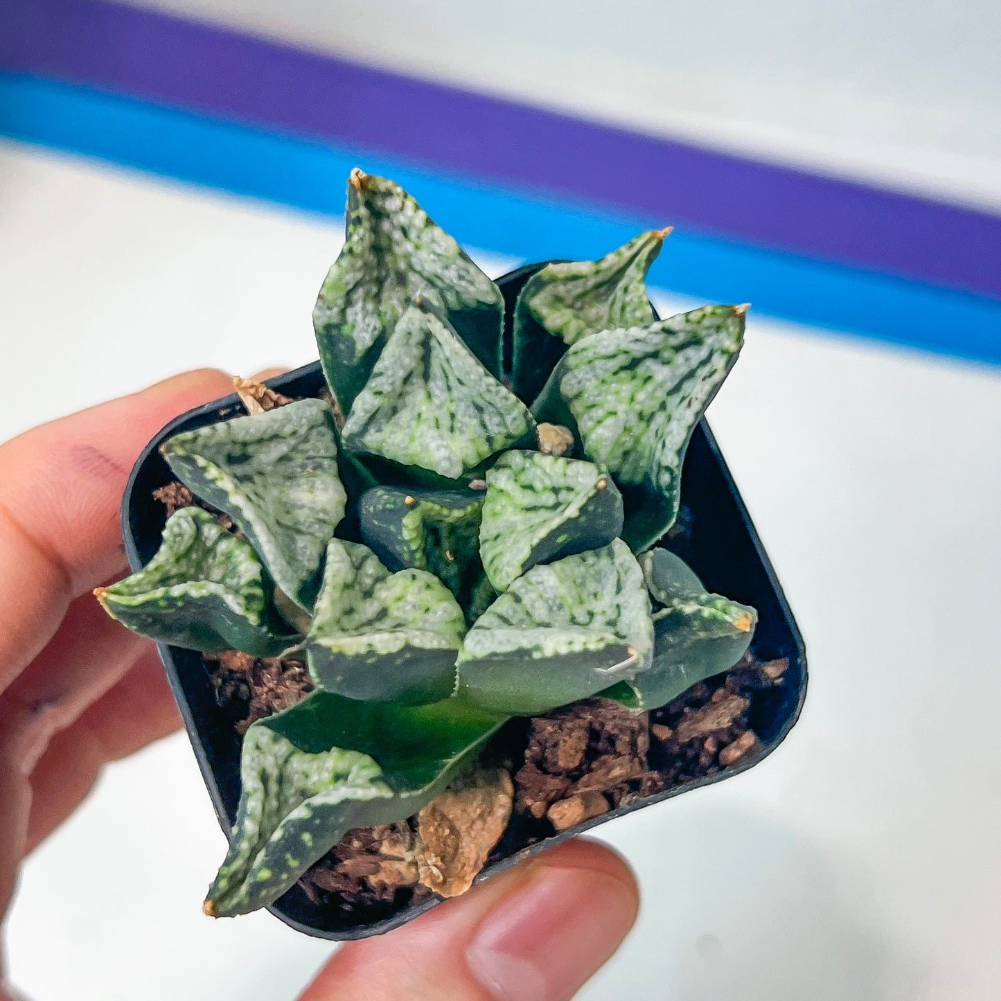 Hworthia Pandora (#HB6) | Impored Haworthia | Rare Haworthia | Rare Succulant