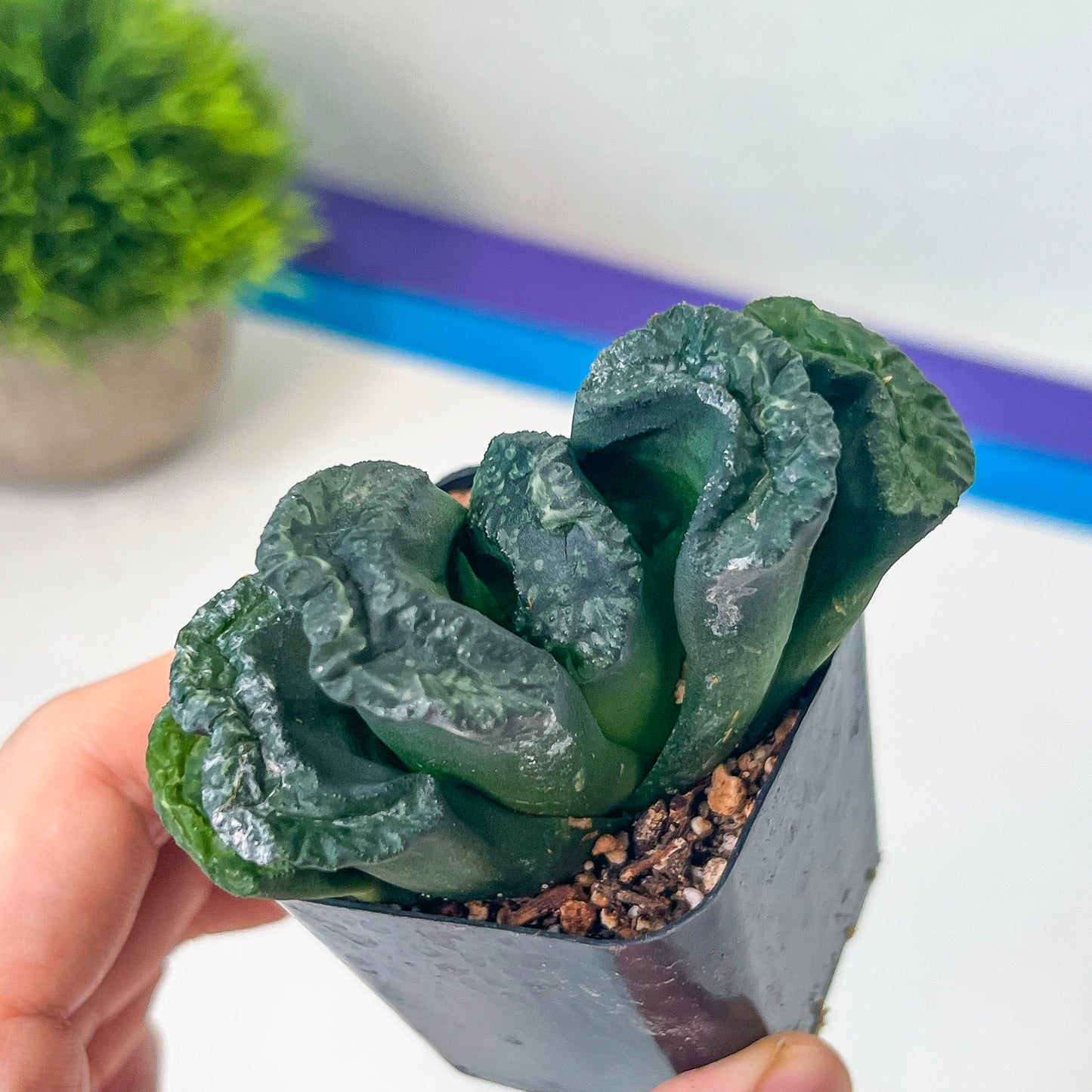 Haworthia Tanaka Yuuichi (#HZ1) | Impored Haworthia | Rare Haworthia | Rare Succulant