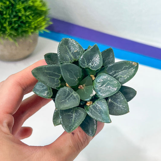 Haworthia Correcta Ready Stock (#HD1) | Impored Haworthia | Rare Haworthia | Rare Succulant