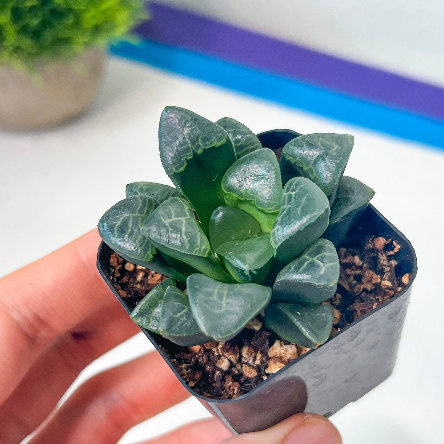 Haworthia Correcta Cloud (#HD2) | Impored Haworthia | Rare Haworthia | Rare Succulant