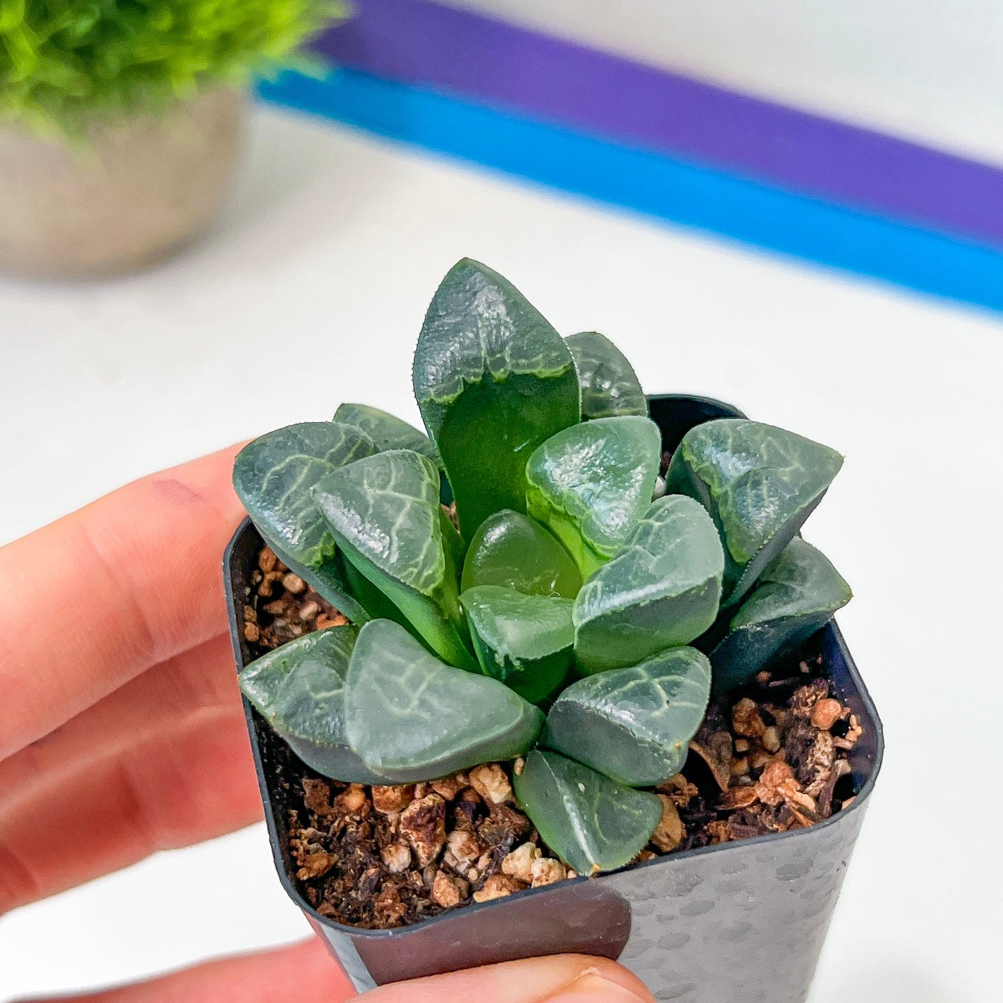 Haworthia Correcta Cloud (#HD2) | Impored Haworthia | Rare Haworthia | Rare Succulant