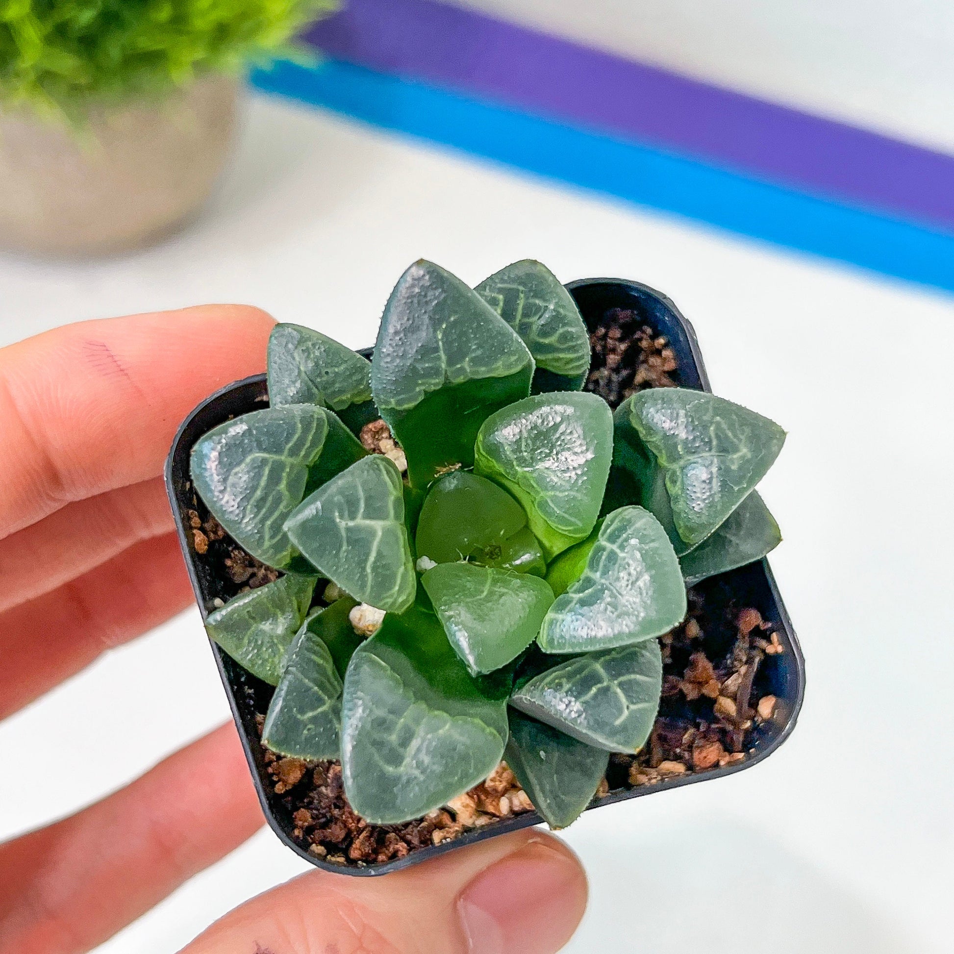 Haworthia Correcta Cloud (#HD2) | Impored Haworthia | Rare Haworthia | Rare Succulant