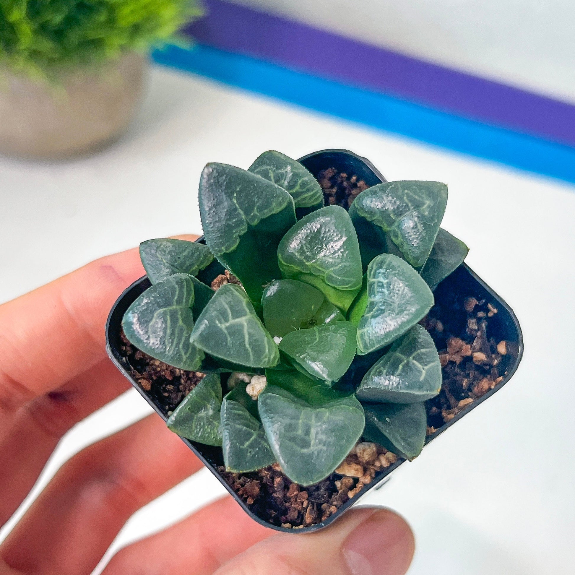 Haworthia Correcta Cloud (#HD2) | Impored Haworthia | Rare Haworthia | Rare Succulant