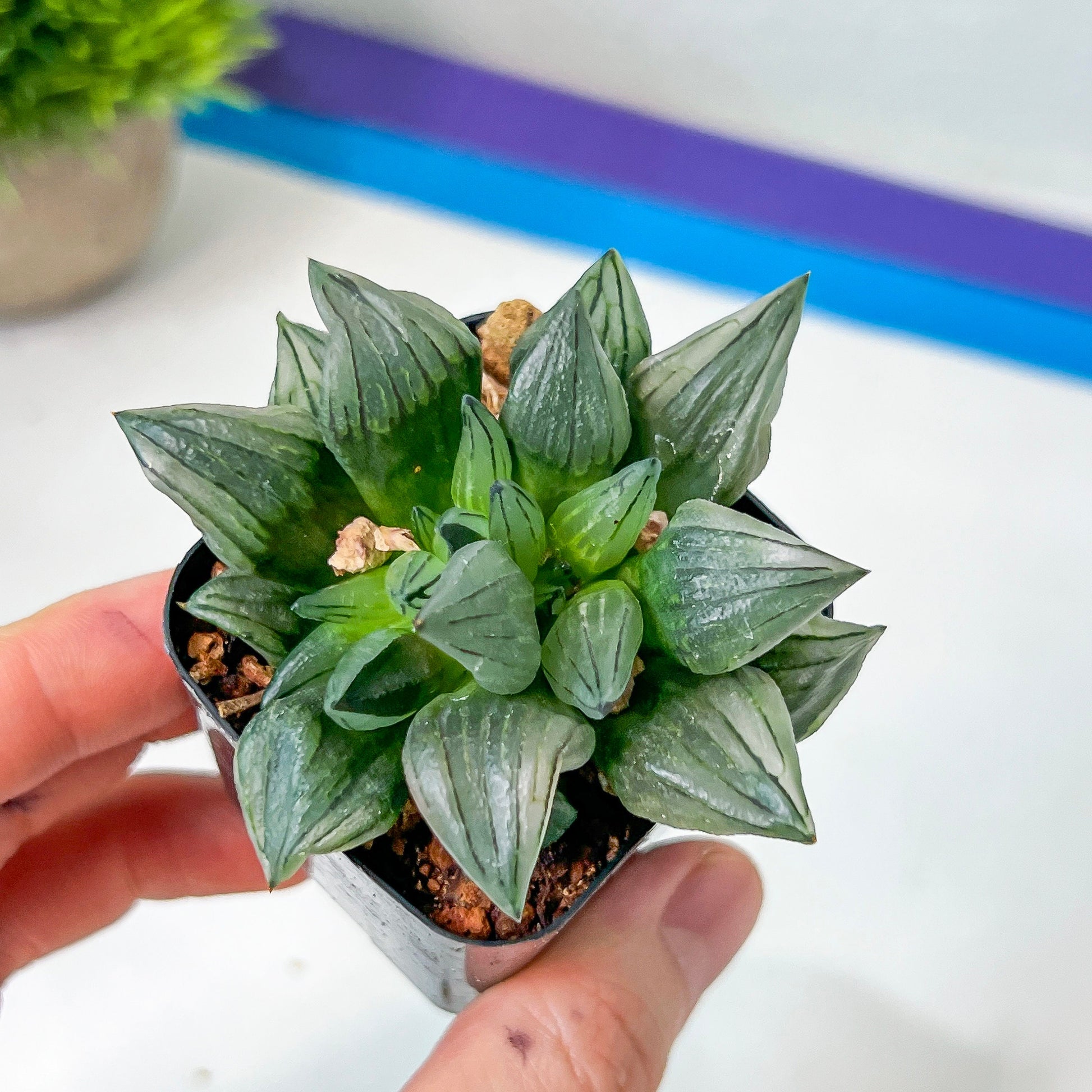 Haworthia Magnifica V.Atrofusca (#HD4) | Impored Haworthia | Rare Haworthia | Rare Succulant