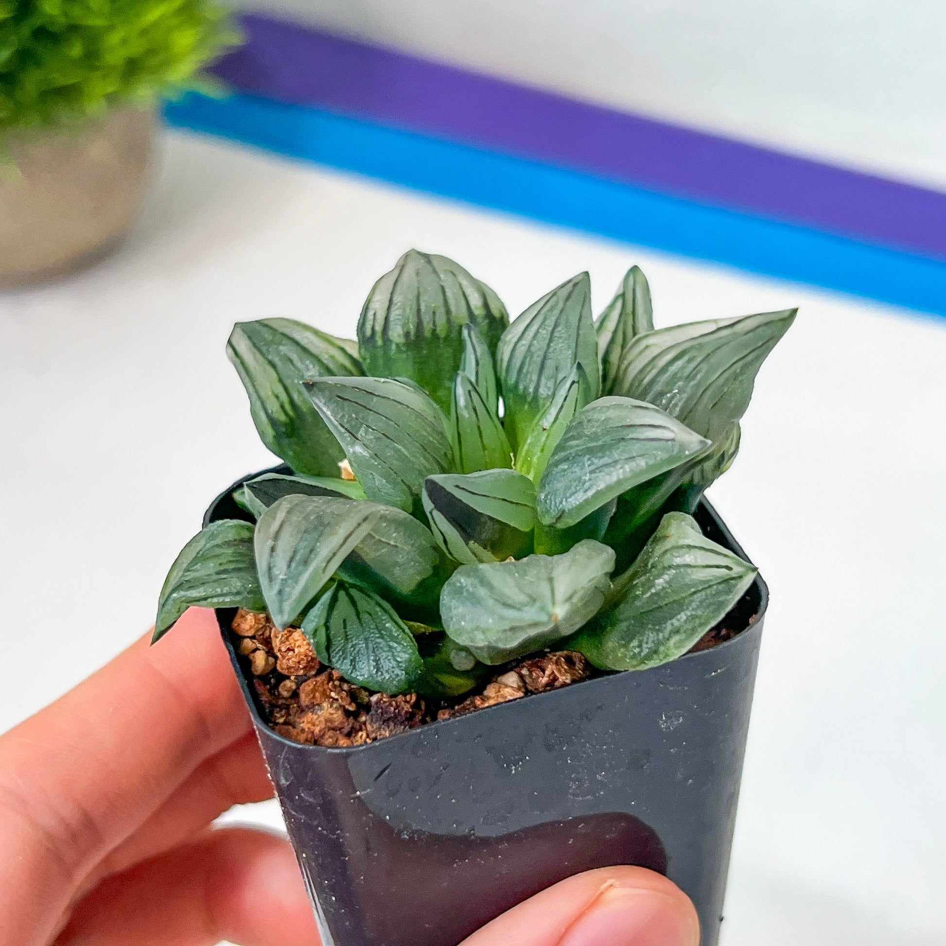 Haworthia Magnifica V.Atrofusca (#HD4) | Impored Haworthia | Rare Haworthia | Rare Succulant