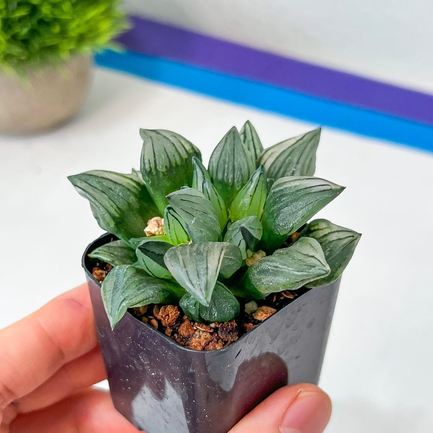 Haworthia Magnifica V.Atrofusca (#HD4) | Impored Haworthia | Rare Haworthia | Rare Succulant