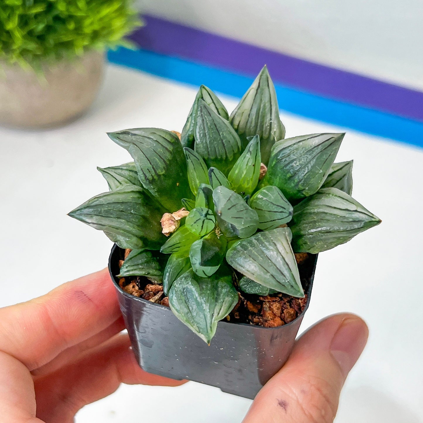 Haworthia Magnifica V.Atrofusca (#HD4) | Impored Haworthia | Rare Haworthia | Rare Succulant