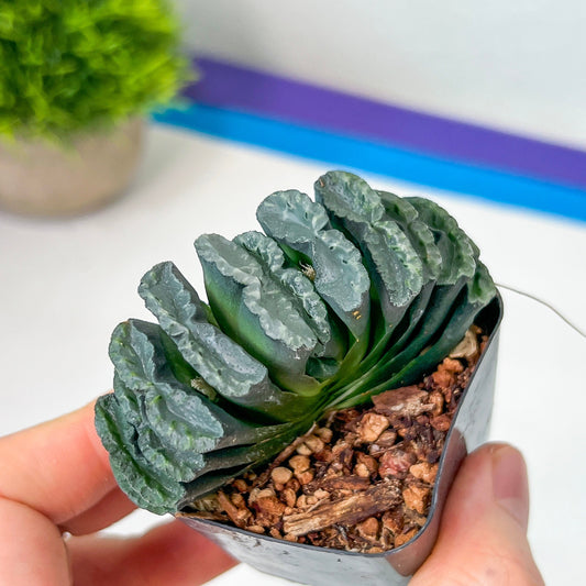 Haworthia Yang Cheng (#HY2) | Imported Succulent | Hong Kong Rare Species