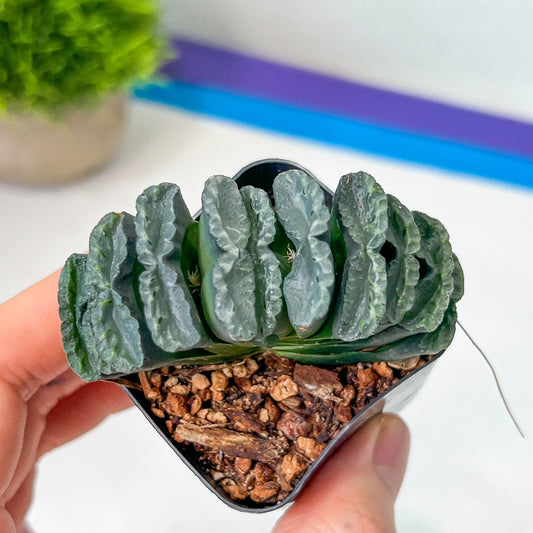 Haworthia Yang Cheng (#HY2) | Impored Haworthia | Rare Haworthia | Rare Succulant