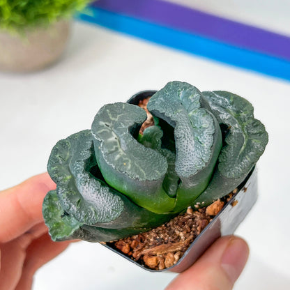 Haworthia Green Fall (#H7) | Imported Succulent | Hong Kong Rare Species