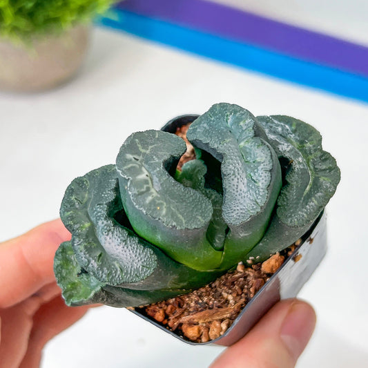 Haworthia Green Fall (#HY3) | Impored Haworthia | Rare Haworthia | Rare Succulant