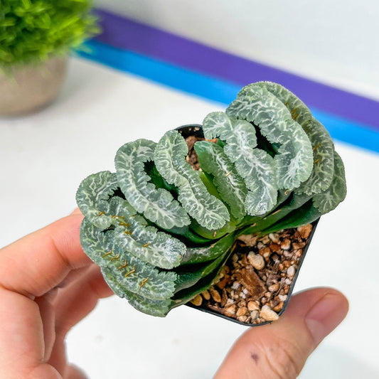 Haworthia truncata 'Maguni-nu-ka-N' TSC 10 (#HY1) | Impored Haworthia | Rare Haworthia