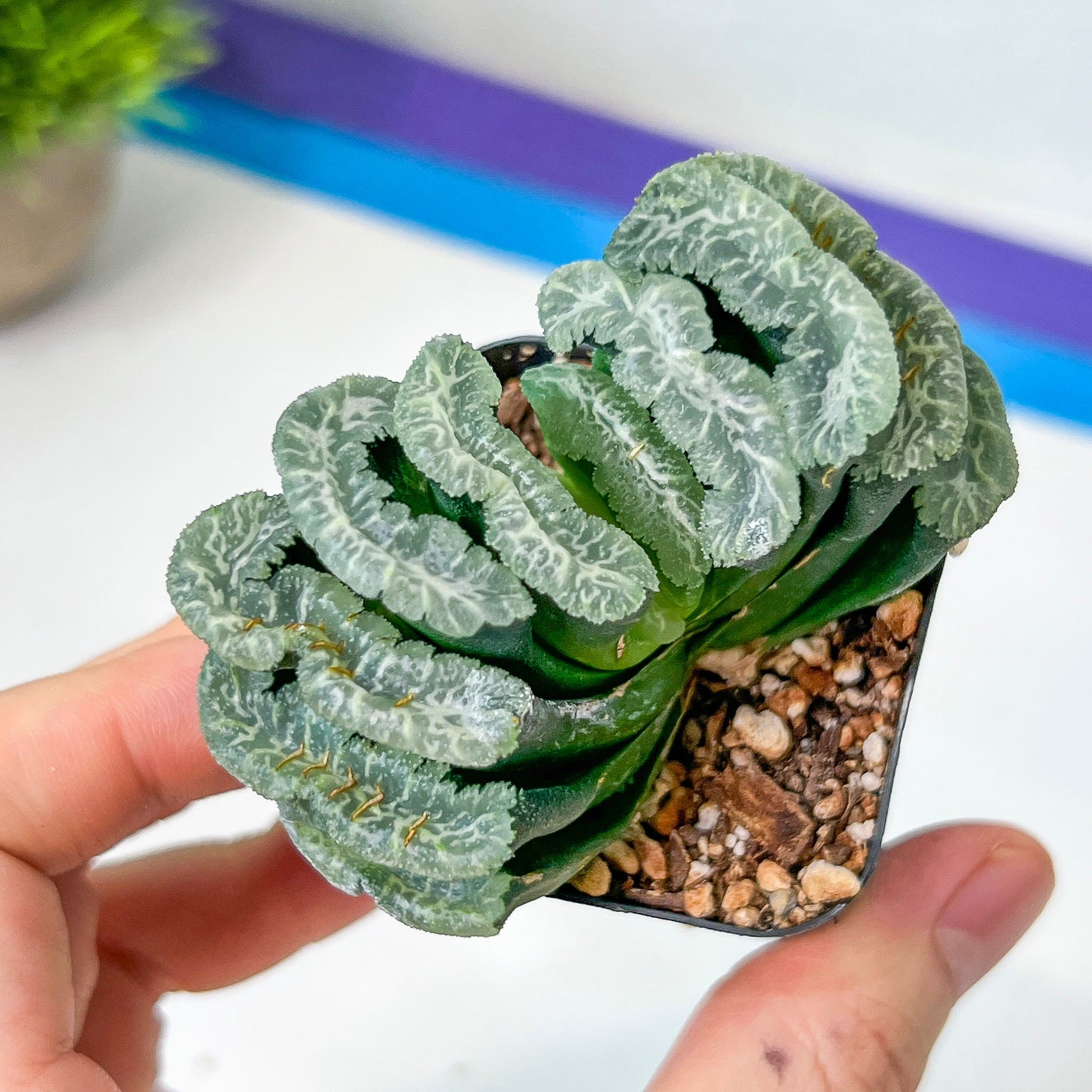 Haworthia truncata 'Maguni-nu-ka-N' TSC 10 (#HY1) | Impored Haworthia | Rare Haworthia