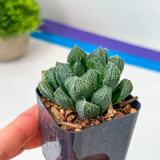 Haworthia hybrid Mirrorball (#HF2) | Impored Haworthia | Rare Haworthia | Rare Succulant