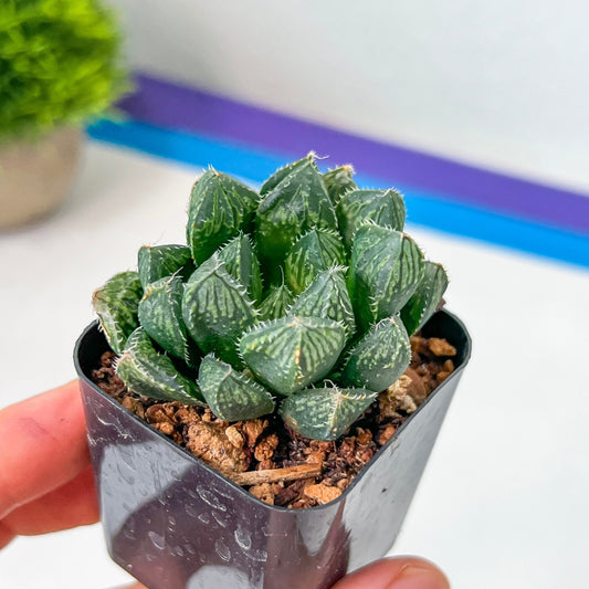 Haworthia hybrid Mirrorball (#HF2) | Impored Haworthia | Rare Haworthia | Rare Succulant