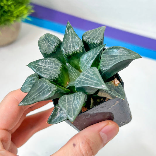 Haworthia Ice Lake (#HF3) | Impored Haworthia | Rare Haworthia | Rare Succulant