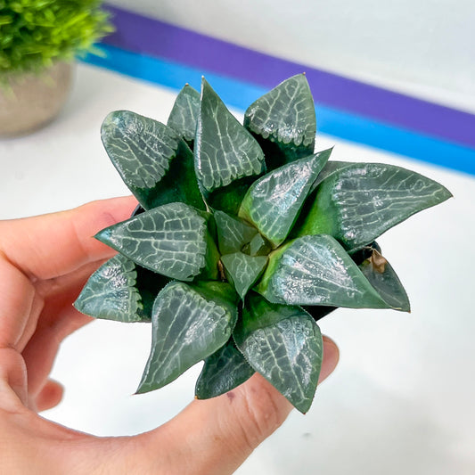 Haworthia Ice Lake (#HF3) | Impored Haworthia | Rare Haworthia | Rare Succulant