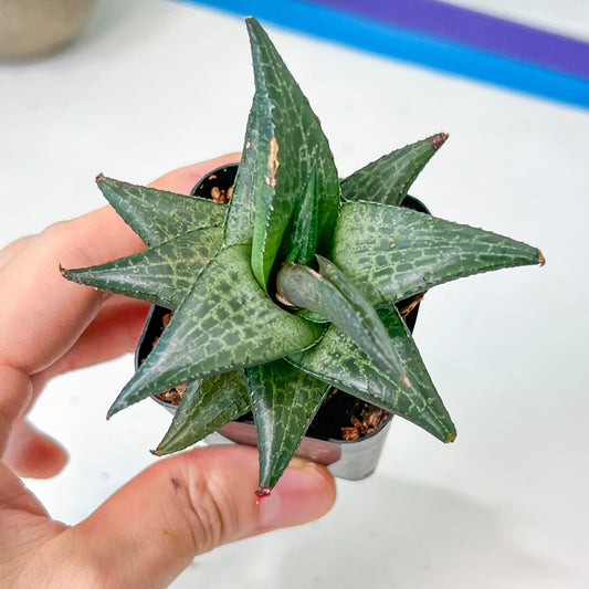 Rare Import - Haworthia Catevala Tessellata (#HZ9) | Rare Imported Succulents