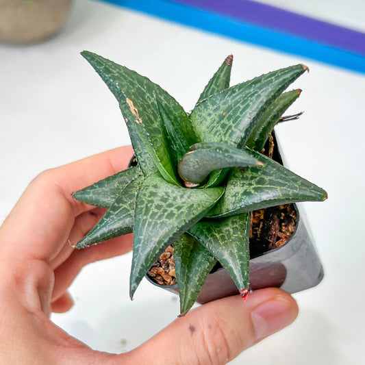 Rare Import - Haworthia Catevala Tessellata (#HZ9) | Rare Imported Succulents