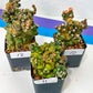 Large Gymnocalycium Mihanovichii Montrose Transformers | Rare Cactus | 2Inch Planter