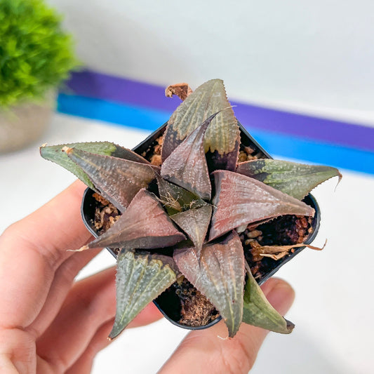 Haworthia Badia Yuzuki (#HE2) | Impored Haworthia | Rare Haworthia | Rare Succulant