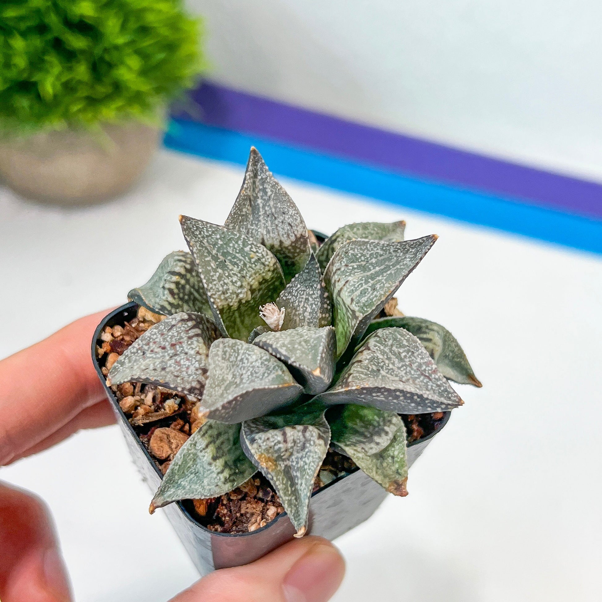 Haworthia Silver Longevity (#HE3) | Impored Haworthia | Rare Haworthia | Rare Succulant