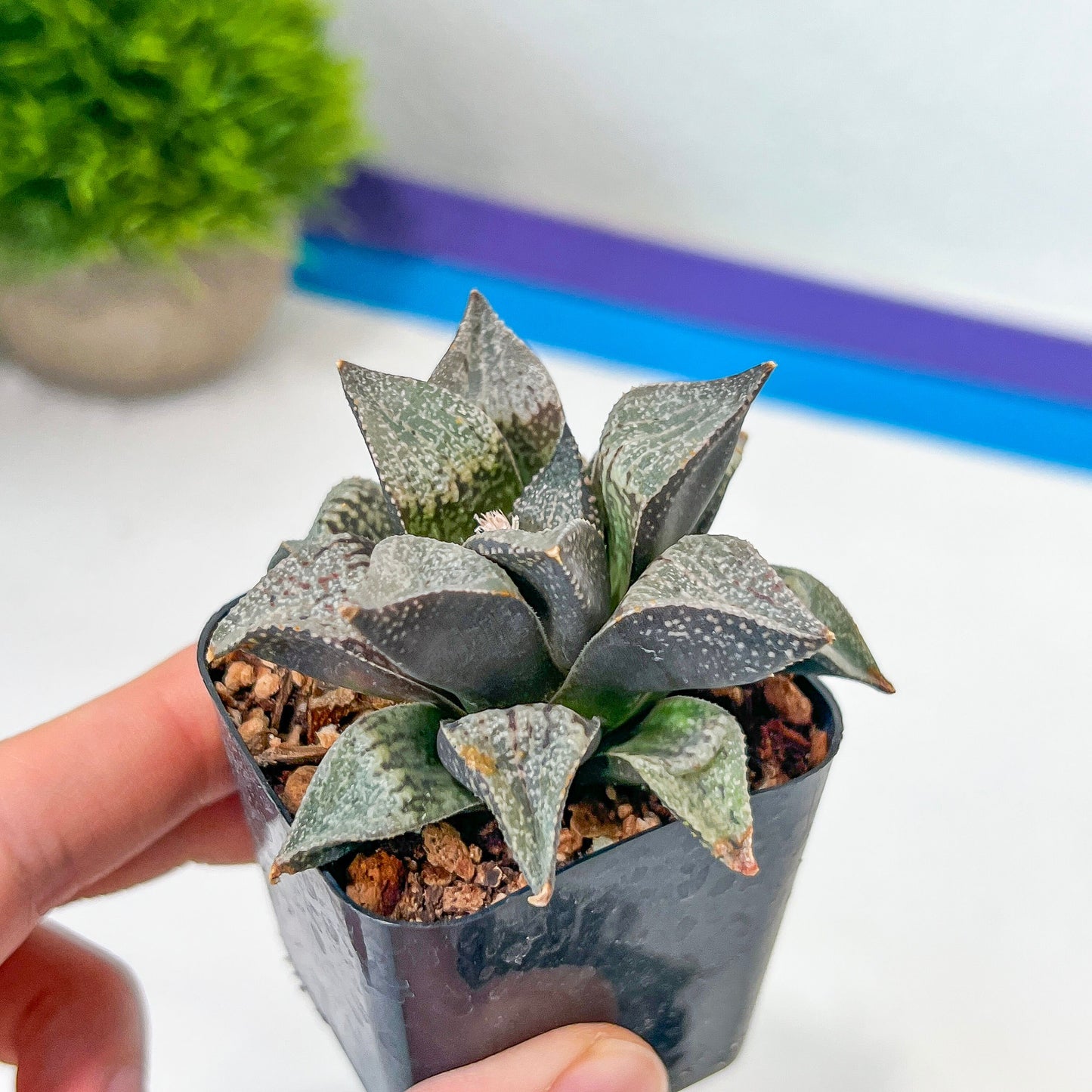 Haworthia Silver Longevity (#HE3) | Impored Haworthia | Rare Haworthia | Rare Succulant