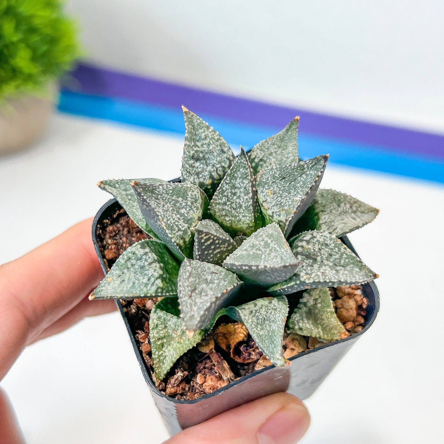 Haworthia Silver Longevity (#HE3) | Impored Haworthia | Rare Haworthia | Rare Succulant