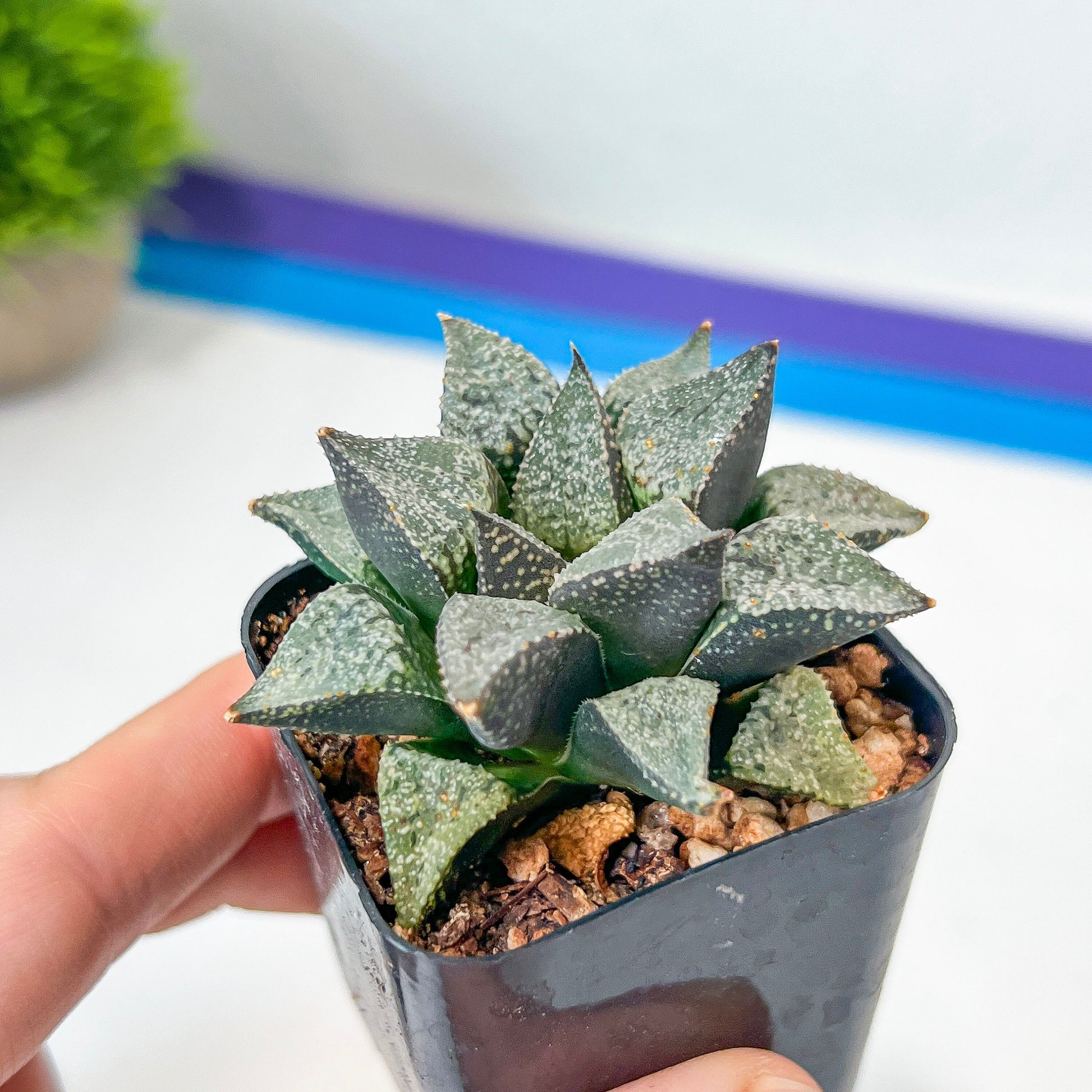 Haworthia Silver Longevity (#HE3) | Impored Haworthia | Rare Haworthia | Rare Succulant