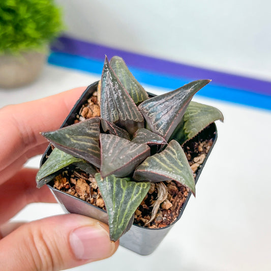 Haworthia 950 Splendens x Badia (#HE4) | Impored Haworthia | Rare Haworthia | Rare Succulant