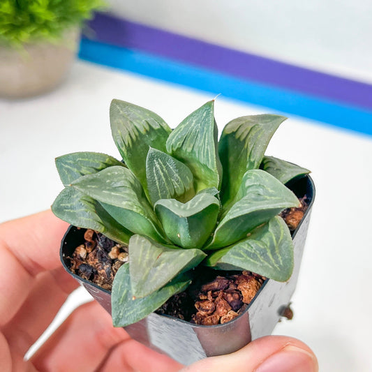 Haworthia White Window (#HA2) | Rare Imported Succulent