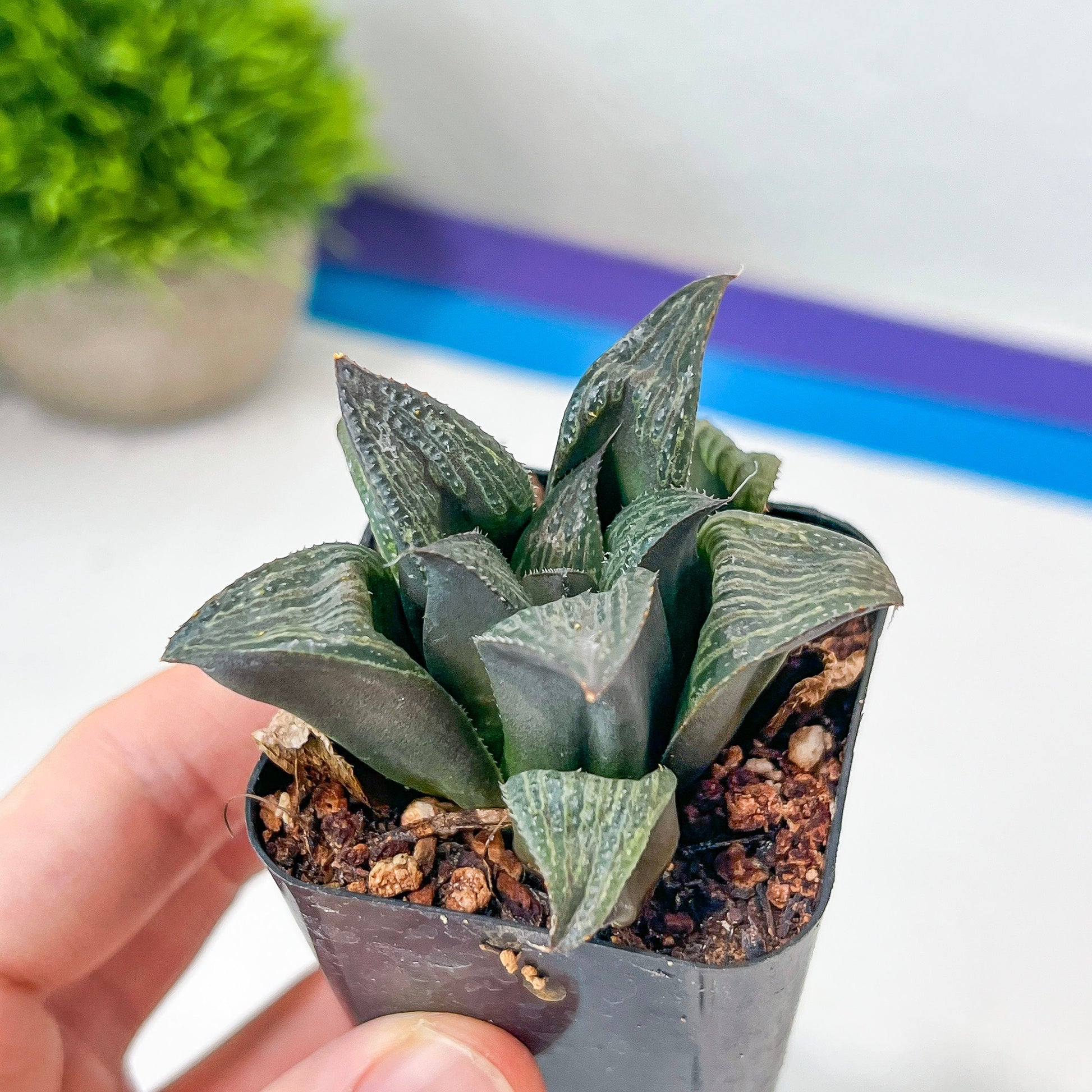 Haworthia magnifica Var. Splenden (#HA3) | Rare Imported Succulent