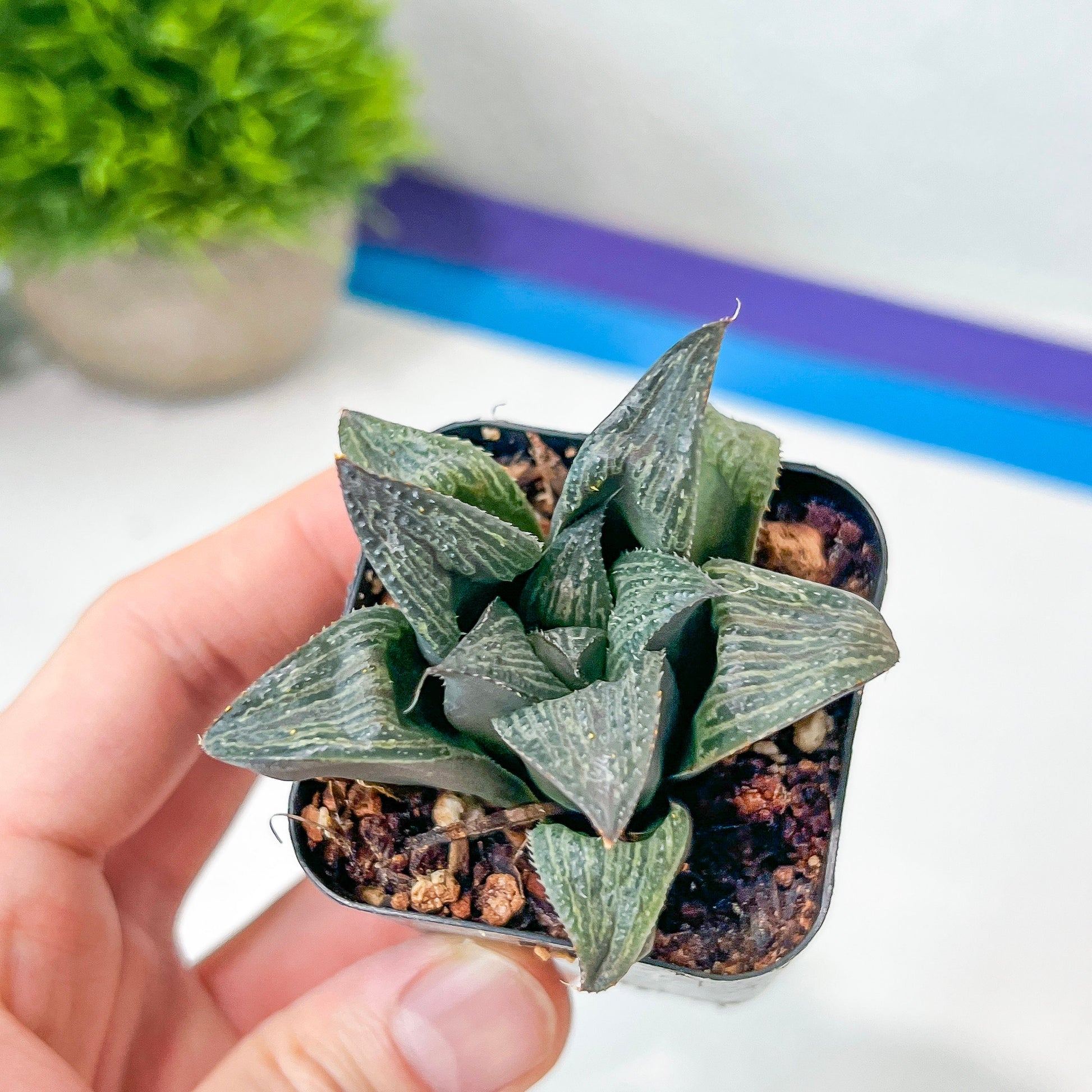 Haworthia magnifica Var. Splenden (#HA3) | Rare Imported Succulent