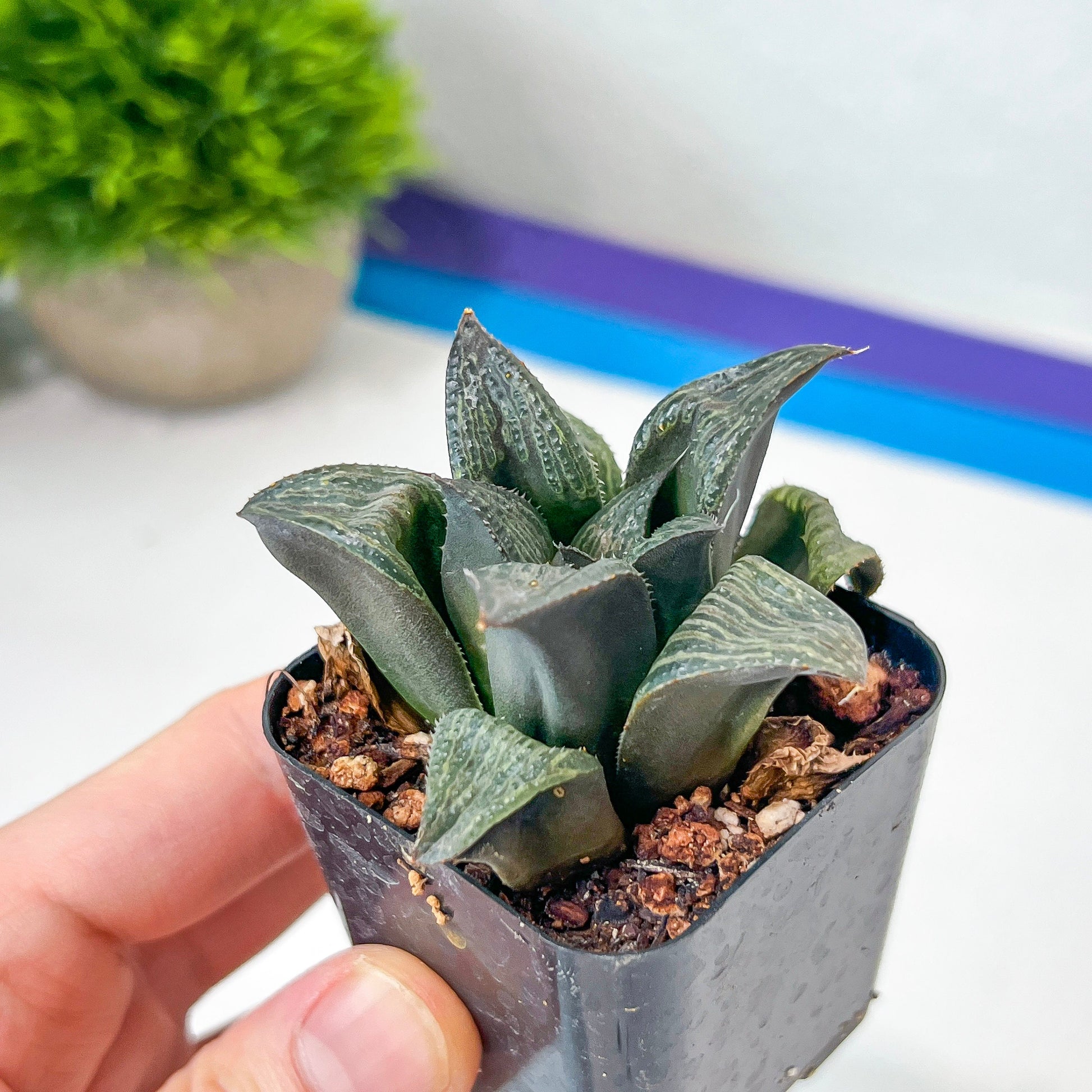 Haworthia magnifica Var. Splenden (#HA3) | Rare Imported Succulent