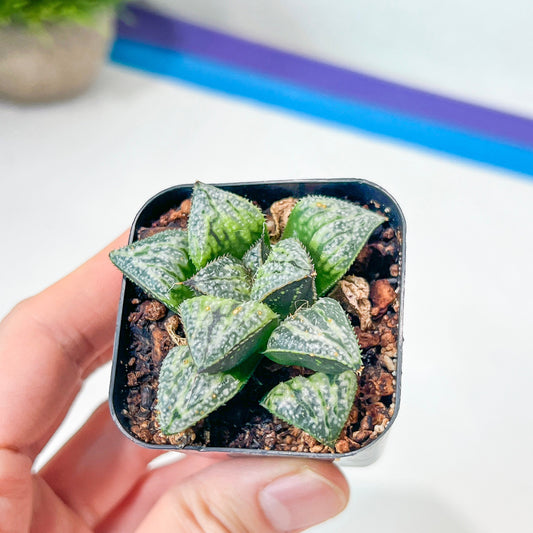 Haworthia Yukigeshiki (#HC3) | Impored Haworthia | Rare Haworthia | Rare Succulant