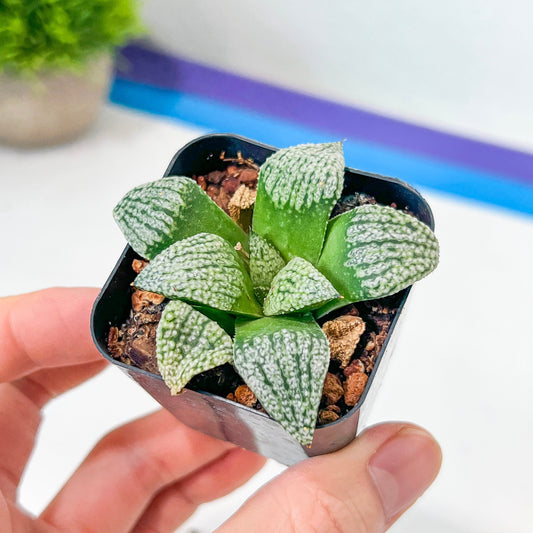 Haworthia Picta Cv PO-3 (#HC6) | Impored Haworthia | Rare Haworthia | Rare Succulant