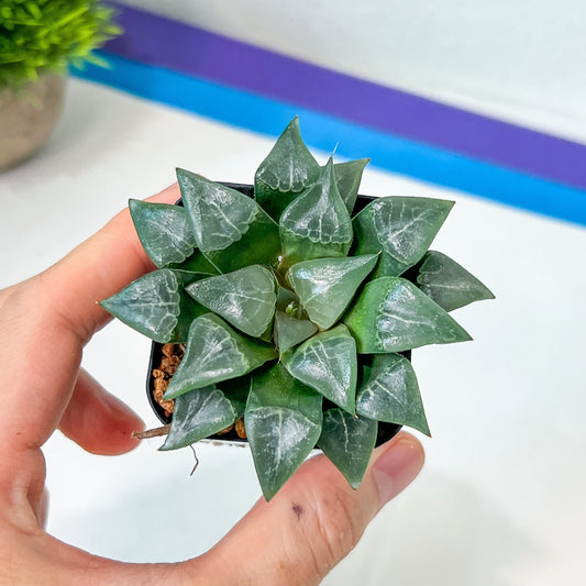 Haworthia Bayeri Konoha (#HF4) | Rare Imported Succulent