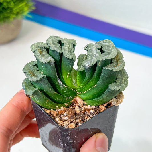 Haworthia Hybrid Shoubing (#HY1) | Impored Haworthia | Rare Haworthia | Rare Succulant